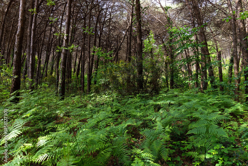 Beautiful impenetrable forest with ferns. Istanbul. Turkiye.