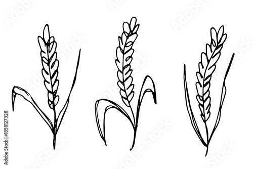Set of hand drawn cereal wheat oat rye barley rice ears spikelet clipart Organic wheat bread agriculture farming harvest healthy food Single element for design print packaging label decor