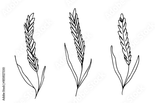Set of hand drawn cereal wheat oat rye barley rice ears spikelet clipart Organic wheat bread agriculture farming harvest healthy food Single element for design print packaging label decor