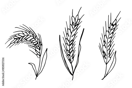 Set of hand drawn cereal wheat oat rye barley rice ears spikelet clipart Organic wheat bread agriculture farming harvest healthy food Single element for design print packaging label decor