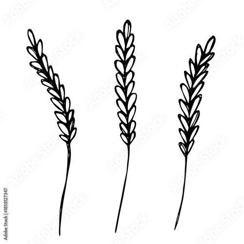 Set of hand drawn cereal wheat oat rye barley rice ears spikelet clipart Organic wheat bread agriculture farming harvest healthy food Single element for design print packaging label decor
