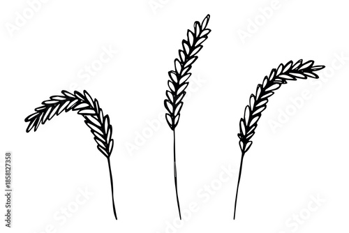 Set of hand drawn cereal wheat oat rye barley rice ears spikelet clipart Organic wheat bread agriculture farming harvest healthy food Single element for design print packaging label decor