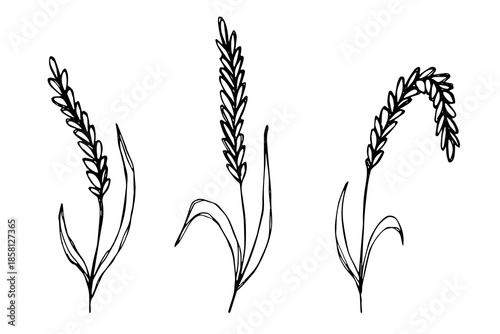 Set of hand drawn cereal wheat oat rye barley rice ears spikelet clipart Organic wheat bread agriculture farming harvest healthy food Single element for design print packaging label decor