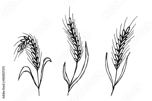Set of hand drawn cereal wheat oat rye barley rice ears spikelet clipart Organic wheat bread agriculture farming harvest healthy food Single element for design print packaging label decor