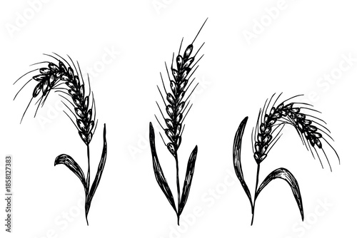 Set of hand drawn cereal wheat oat rye barley rice ears spikelet clipart Organic wheat bread agriculture farming harvest healthy food Single element for design print packaging label decor