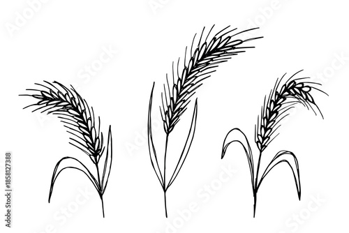 Set of hand drawn cereal wheat oat rye barley rice ears spikelet clipart Organic wheat bread agriculture farming harvest healthy food Single element for design print packaging label decor