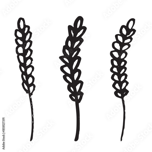 Set of hand drawn cereal wheat oat rye barley rice ears spikelet clipart Organic wheat bread agriculture farming harvest healthy food Single element for design print packaging label decor