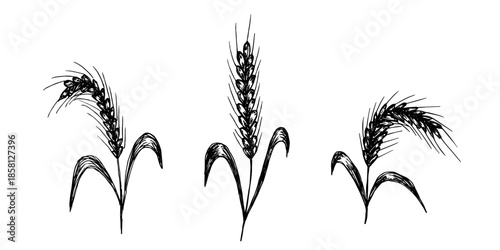 Set of hand drawn cereal wheat oat rye barley rice ears spikelet clipart Organic wheat bread agriculture farming harvest healthy food Single element for design print packaging label decor