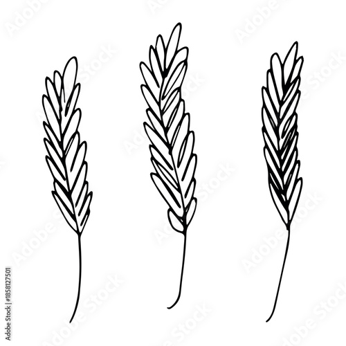 Set of hand drawn cereal wheat oat rye barley rice ears spikelet clipart Organic wheat bread agriculture farming harvest healthy food Single element for design print packaging label decor