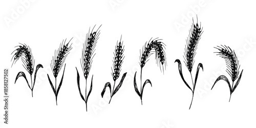 Set of hand drawn cereal wheat oat rye barley rice ears spikelet clipart Organic wheat bread agriculture farming harvest healthy food Single element for design print packaging label decor