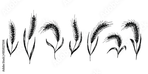Set of hand drawn cereal wheat oat rye barley rice ears spikelet clipart Organic wheat bread agriculture farming harvest healthy food Single element for design print packaging label decor