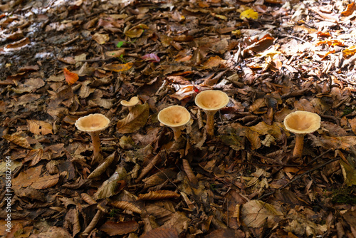 Beautiful grebe in the autumn forest.
