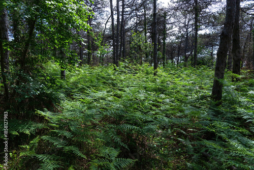 Beautiful impenetrable forest with ferns. Istanbul. Turkiye.