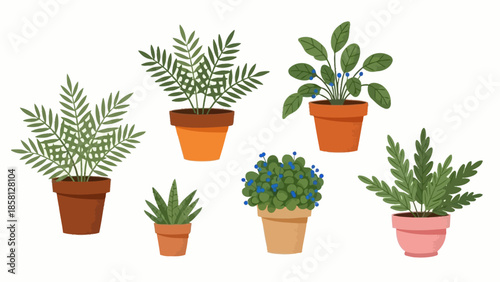 A collection of various potted houseplants including ferns, a berry plant, and a succulent, displayed on a white background.