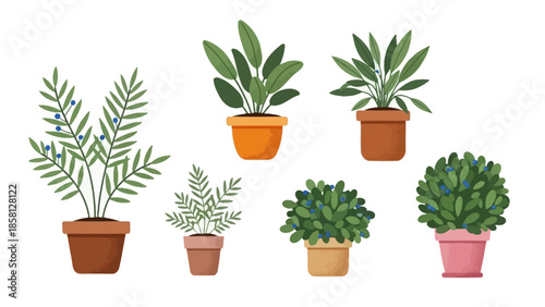 collection of various potted houseplants including ferns, a berry plant, and a succulent, displayed on a white background
