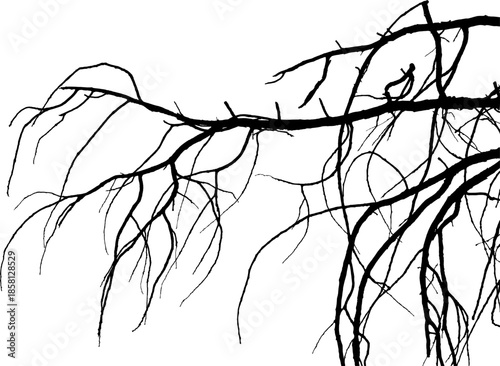  Vector illustration of natural oak tree branch with leaves
