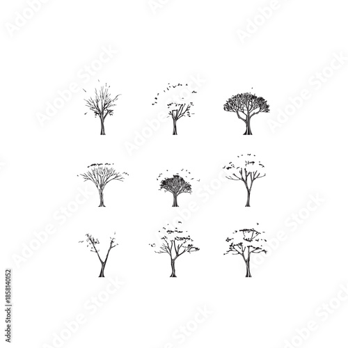 Koelreuteria Golden Rain Tree icon art minimal modern style 