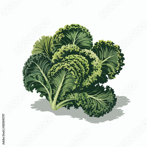 A beautifully illustrated bunch of kale, showcasing its vibrant green color and curly leaves, perfect for highlighting fresh produce or healthy eating themes in stock imagery.