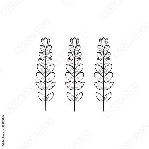 Lachenalia icon art sleek flat symbol 