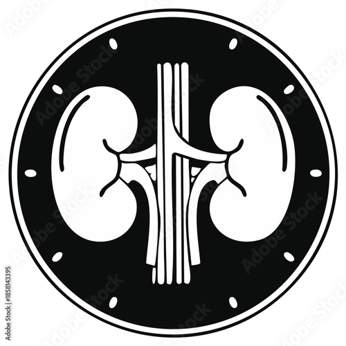 Stylized human kidney anatomy icon with medical healthcare and science theme
