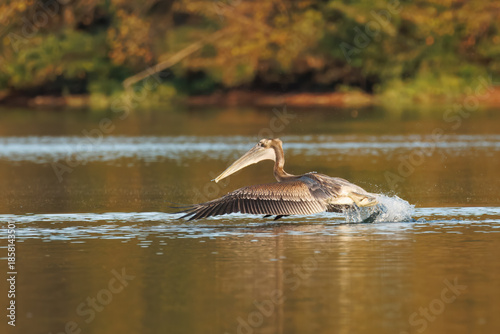 Brown Pelican Skimming Water With Forward Wing Sweep