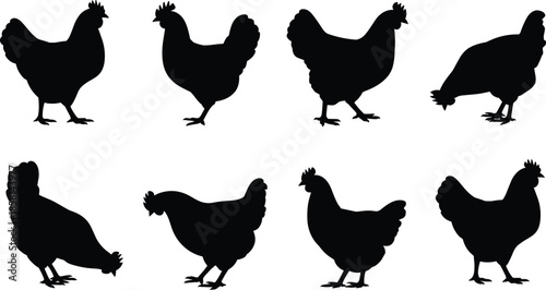 Black chicken silhouettes collection isolated on white background, farm poultry hen shapes set for agriculture design, logos, packaging, and illustrations