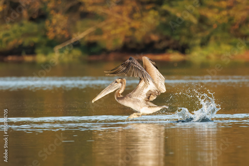 Brown Pelican Lifting Off With Wings Raised
