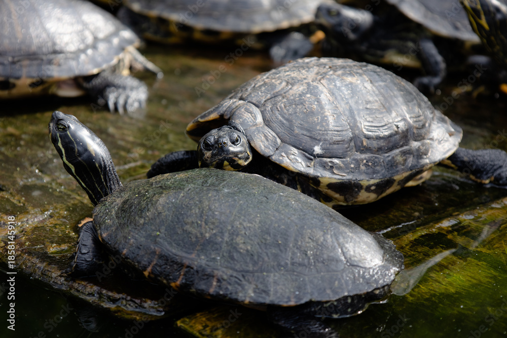 Fototapeta premium Turtles Close Up in Zoo Habitat