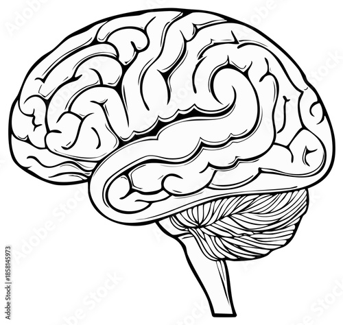 Stylized black and white illustration of a human brain side view showing intricate convolutions and cerebellum detail