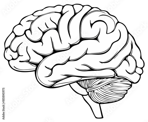 Detailed illustration of a human brain's left hemisphere showing intricate convolutions and cerebellum