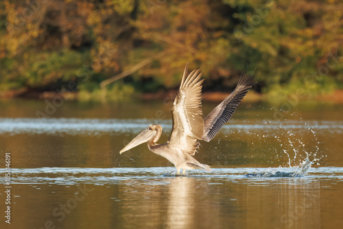 Brown Pelican Taking Flight Above Water With Wide Wingspan
