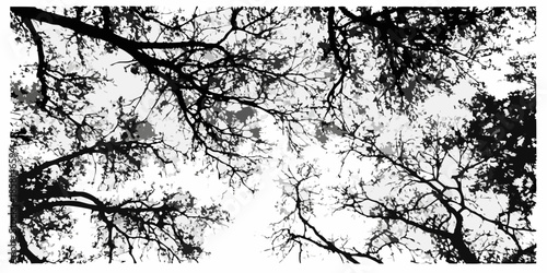 Intricate network of bare tree branches against a bright overcast sky