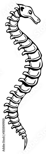 Stylized Skeleton Seahorse Illustration with Vertebral Body Detail