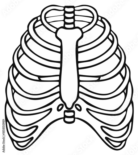 Illustration of the Human Rib Cage and Sternum