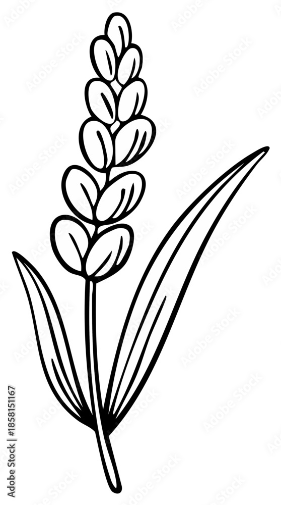Obraz premium Lavender Flower Illustration Black Outline Single Branch Simple Graphic