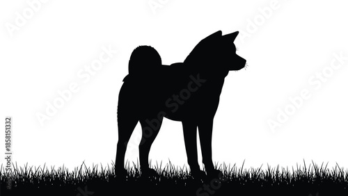 Akita Dog Silhouette Standing on Grass Field Isolated on White Background