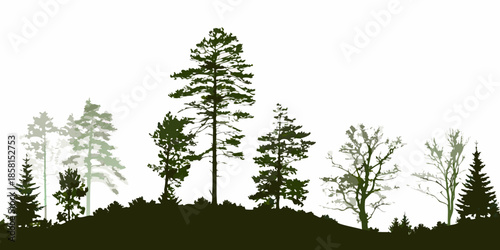 Silhouette of coniferous and deciduous trees against a bright background