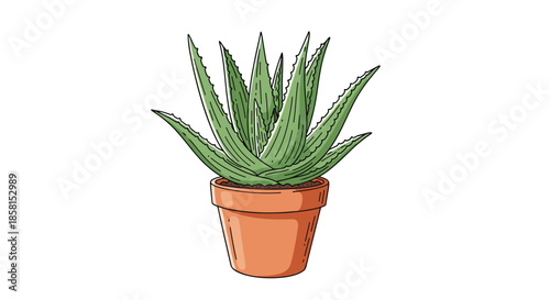 Potted aloe vera succulent plant with spiky green leaves in a terracotta clay pot isolated on a clean white background.