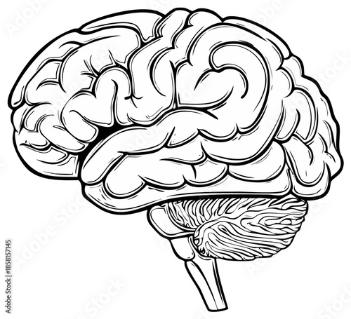 Detailed hand-drawn illustration of the human brain with visible cerebellum and stem