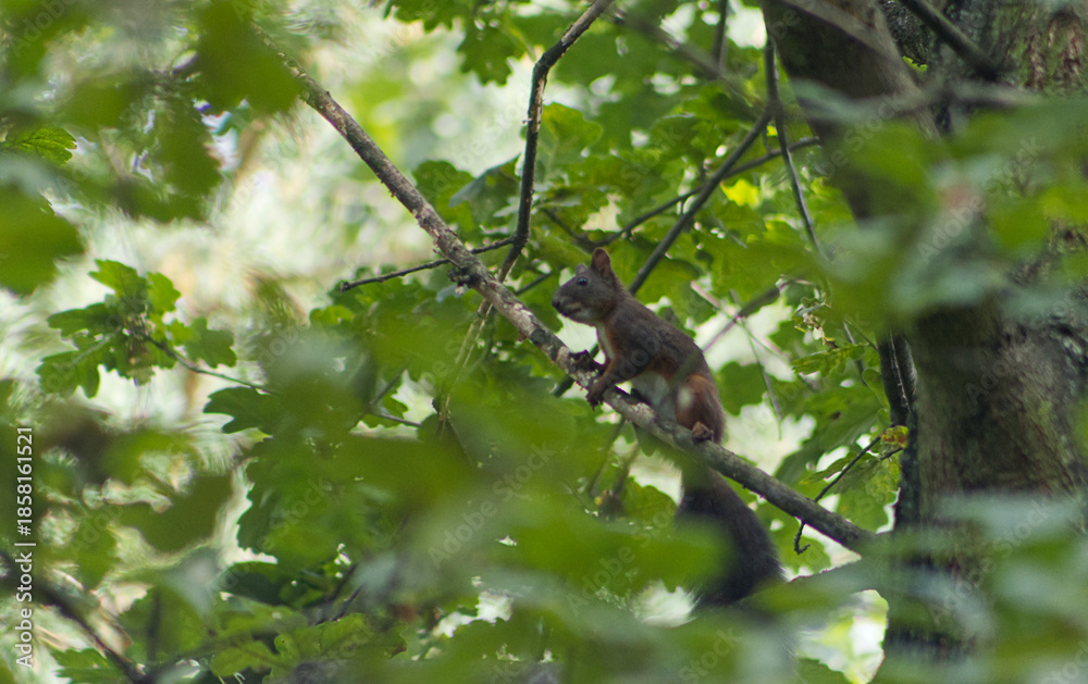 Fototapeta premium Cute rusty red squirrel on an oak tree branch in the forest. Close-up of wildlife in its natural habitat, shallow depth of field and green tree leaves.