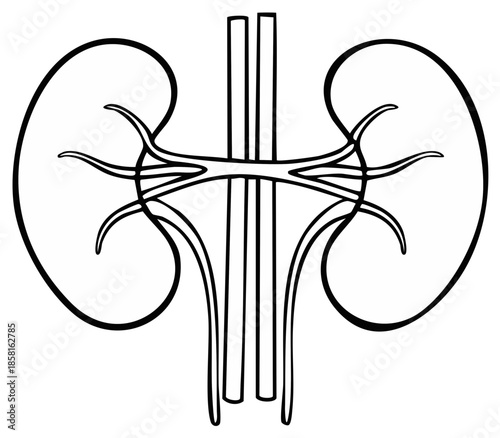 Stylized Anatomical Illustration of Human Kidneys and Renal Arteries