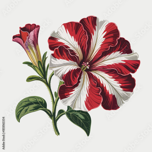 A beautifully illustrated red and white flower with intricate details, capturing the essence of nature's artistry and vibrancy, making it a perfect addition to any floral design collection.