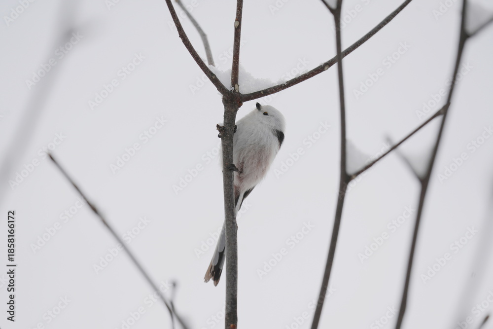 Fototapeta premium Long‑Tailed Tit Perched on Winter Branch