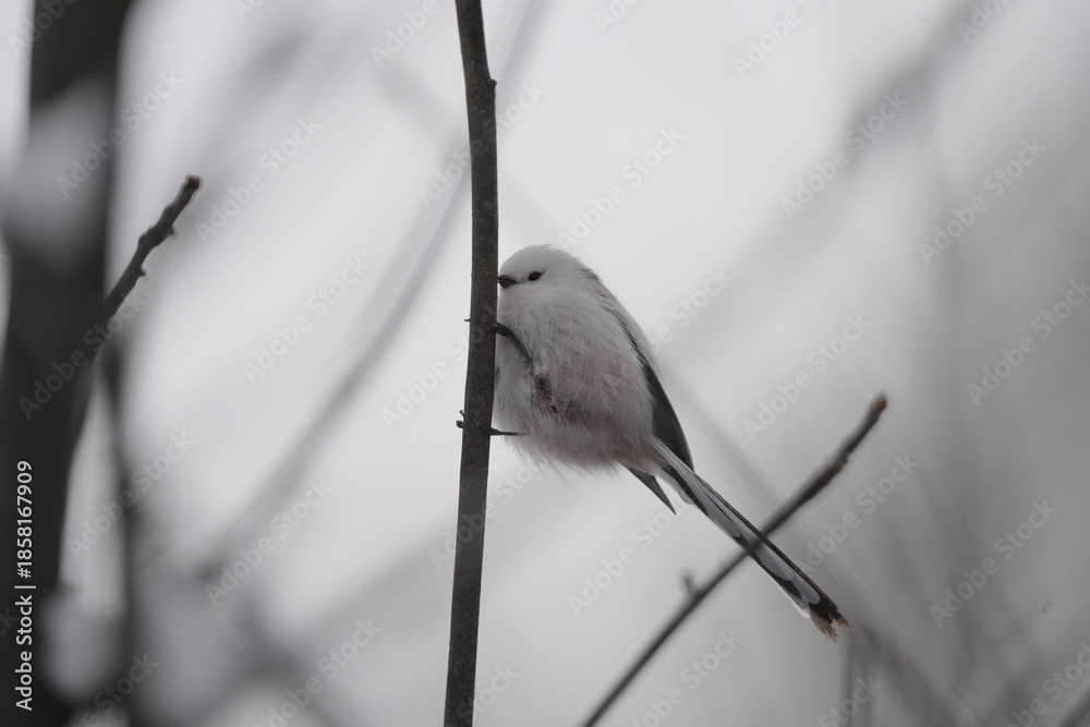 Fototapeta premium Long‑Tailed Tit Perched on Winter Branch
