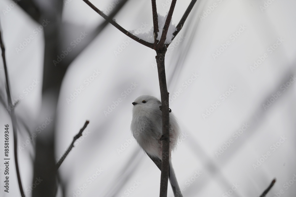 Fototapeta premium Long‑Tailed Tit Perched on Winter Branch
