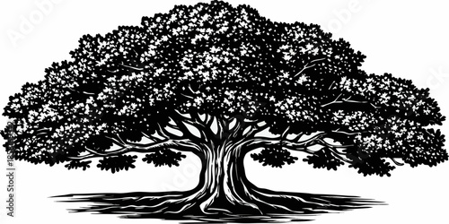 A detailed black and white illustration of a large mature oak tree