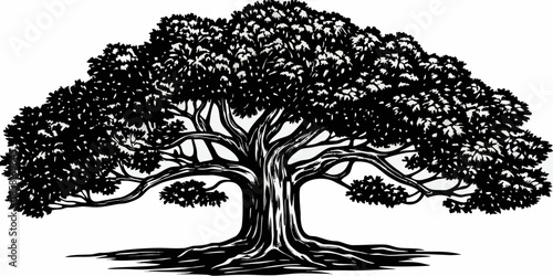 Detailed black and white illustration of a large mature tree with sprawling branches