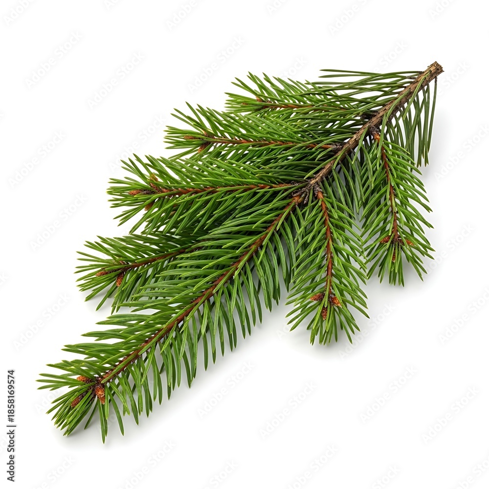 Fototapeta premium Christmas tree branch with green needles and cones isolated on winter background