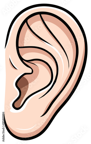 Human Ear Anatomy Illustration Body Part Auricle Hearing Sense Organ Exterior View Healthcare Design Detailed Anatomy Study