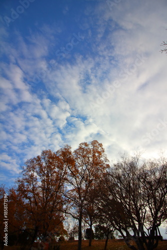 広がる秋空と紅葉のコントラスト